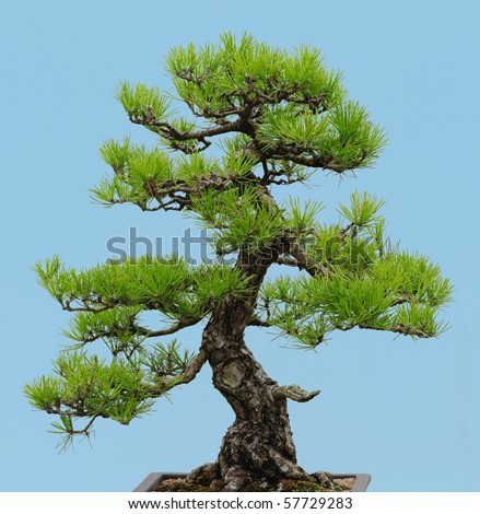 Black Pine Bonsai on Japanese Black Pine Bonsai  Pinus Thunbergii  Stock Photo 57729283