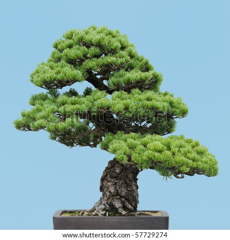 Sakura Bonsai on Japanese White Pine Bonsai  Pinus Parviflora  Stock Photo 57729274