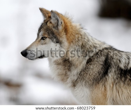 Mexican Gray Wolf (Canis Lupus Baileyi) Profile Stock Photo 68023759 ...