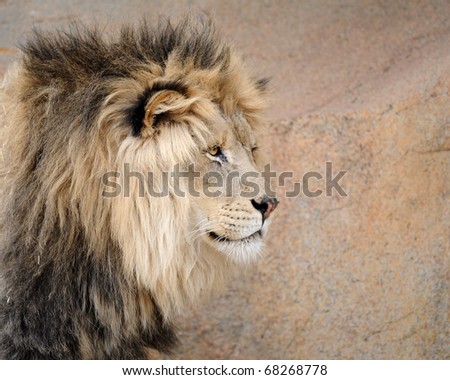 Male African lion (Panthera leo) profile