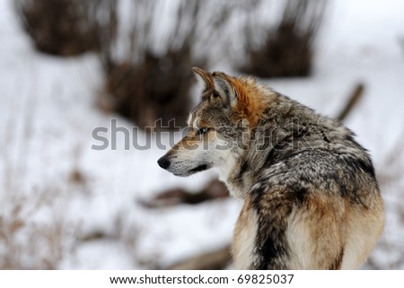 Mexican gray wolf (Canis lupus baileyi) in winter