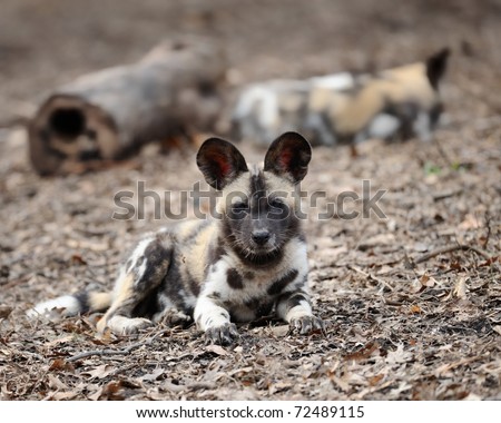 African painted wild dog (Lycaon pictus) pup