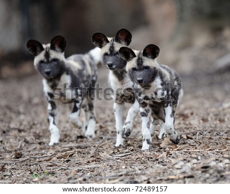 Three African painted wild dogs (Lycaon pictus) pups