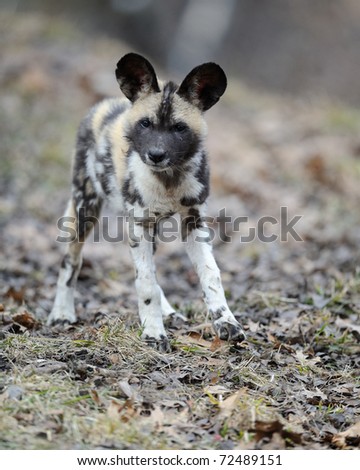 African painted wild dog (Lycaon pictus) pup