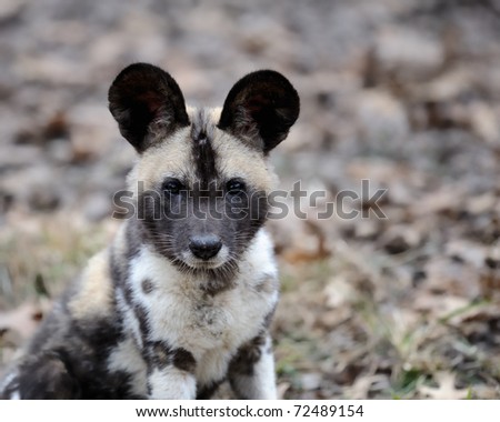 African painted wild dog (Lycaon pictus) pup portrait