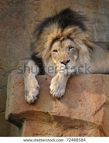 Bored male African lion (panthera leo)