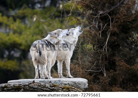 Howling Mexican gray wolves (Canis lupus)