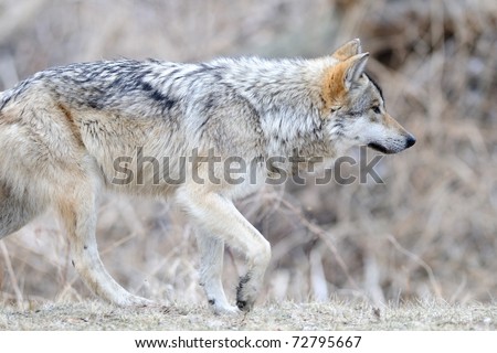 Mexican gray wolf (Canis lupus) walking