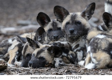African painted wild dog puppies (Lycaon pictus)