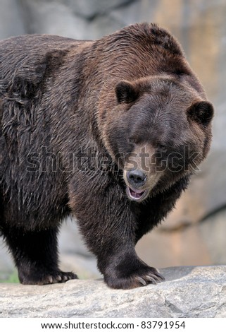 Grizzly bear (Ursus arctos horribilis) standing on rocky ledge