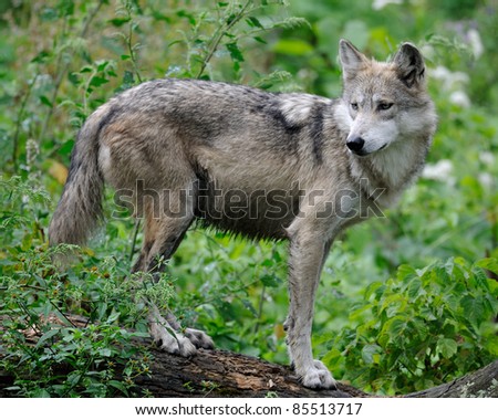Mexican gray wolf (Canis lupus) on log