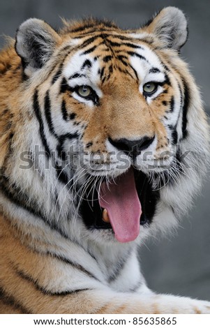 Amur tiger (Panthera tigris altaica) with hanging tongue