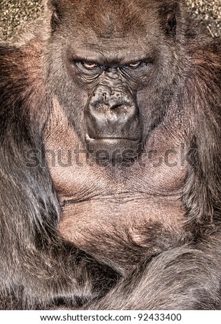 Male Western lowland gorilla (Gorilla gorilla gorilla) in an angry mood