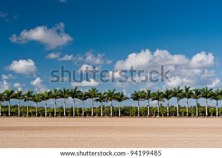 Palm trees in the Agricultural and Rural Development Zones just east of  Everglades National Park near Homestead, Florida