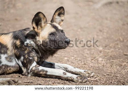 African painted wild dog (Lycaon pictus) puppy portrait