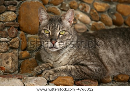 cat on a stone fence/wall ,blending in with the stone,well camouflaged