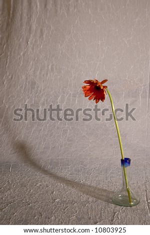 Flower shadow