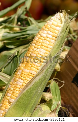 Farm stand fresh corn on the cob.