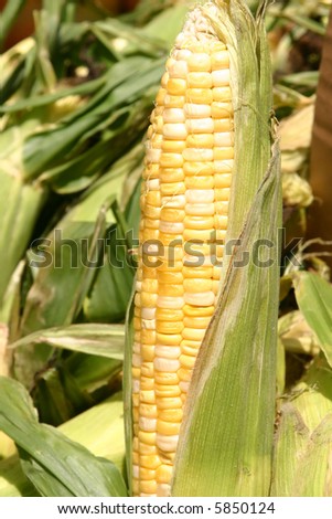 Farm stand fresh corn on the cob.