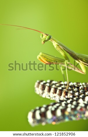 Mantis green