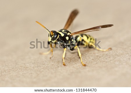 yellow jacket posed in brown box