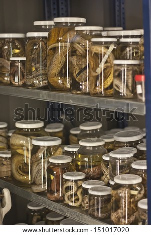 poison snakes in jars