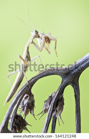 mantis eating a cricket background green