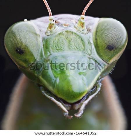 Close-Up Of Green Praying Mantis Isolated On Black