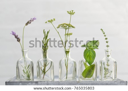 lavender flower, thyme, rosemary, parsley flower and basil in bottles of  oil essence in white wall