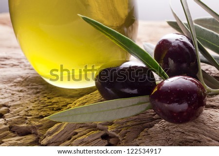 olive oil and olive branch backlit on old olive tree