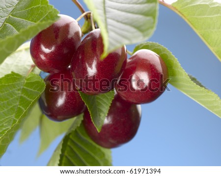 Cluster of red cherries on the tree