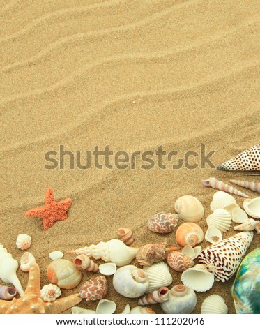 Sea shells on the sand