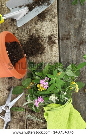 Bunch of fresh herbs and garden tools on wooden background