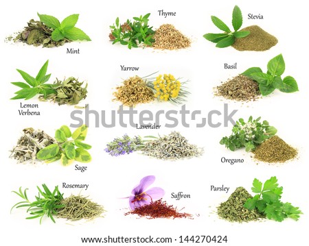 Collection Of Fresh And Dry Aromatic Herbs