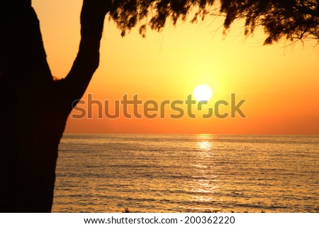 Sunset on the beach with dark tree silhouette