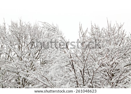 Winter seasonal snow covered trees isolated