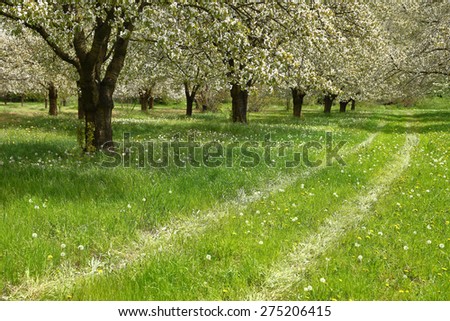 Spring cherry blossom trees in green field