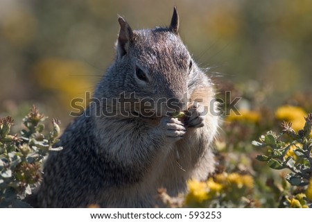 Close-up of a squirrel looking to get fat for the upcoming winter, Pacific Coast, near Big Sur.