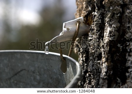 A drop of maple sap about to fall off the end of a spout into a bucket, hung on a maple tree.