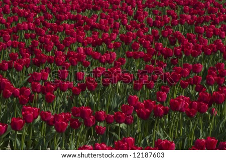 A field of red tulips at the Skagit Valley Tulip Festival.