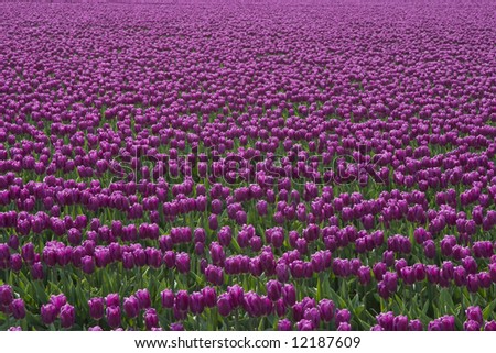 A field of purple tulips at the Skagit Valley Tulip Festival.