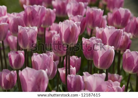 Close-up of a group of pink tulips at the Skagit Valley Tulip Festival.