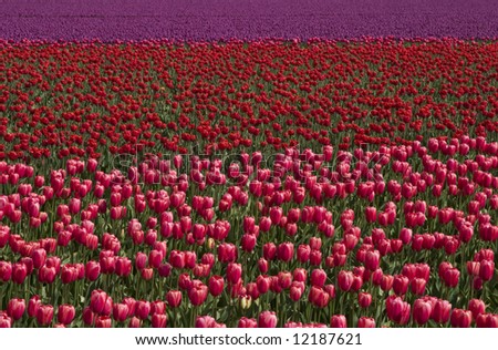 A field of bright pink, red and purple tulips at the Skagit Valley Tulip Festival.