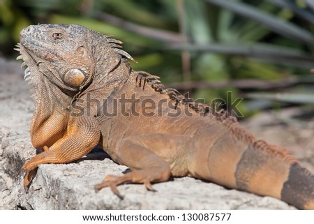 Iguana is a genus of herbivorous lizards native to tropical areas of Mexico, Central America, several islands in Polynesia such as Fiji and Tonga, and the Caribbean.