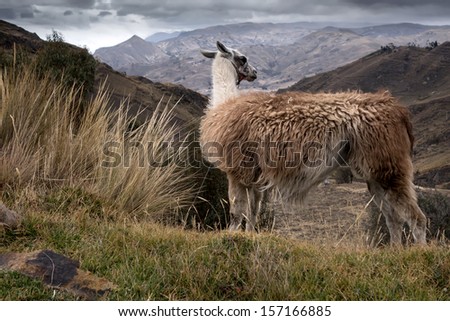 The llama is a domesticated South American camelid, widely used as a meat and pack animal by Andean cultures since pre-Hispanic times.