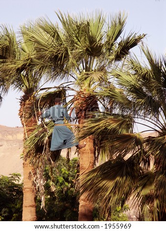 Egypt Palm Tree