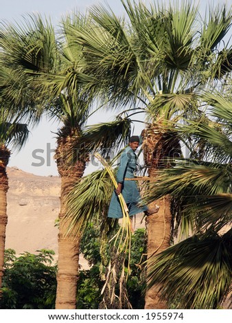 Egyptian man pruning palm tree