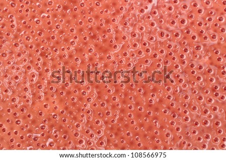 Macro closeup of spiny textured red marine algae