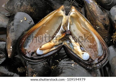 bay mussel