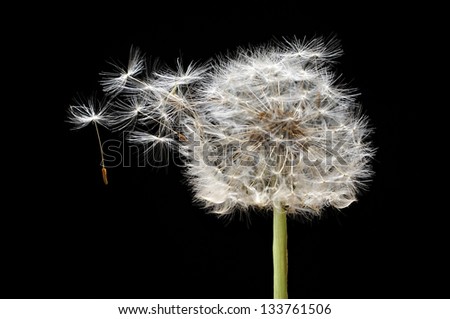Macro closeup of dandelion seeds leaving flower on black background